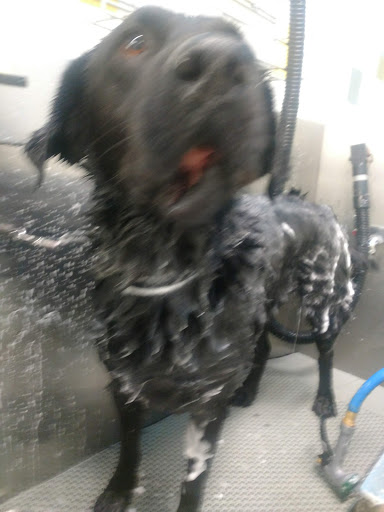 Pet Supply Store «Pet Supplies Plus», reviews and photos, 720 E Ogden Ave, Naperville, IL 60563, USA