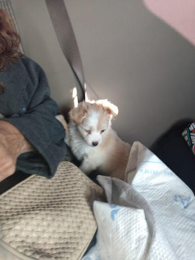 Pet Supply Store «PetSmart», reviews and photos, 5435 W TX-1604 Loop N, San Antonio, TX 78253, USA