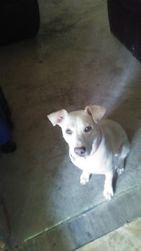 Pet Friendly - Photo 9 - Car repair in , Augusta