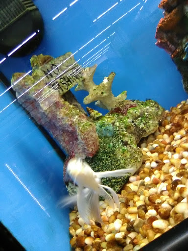 Pet Supply Store «Pet Supplies Plus», reviews and photos, 5418 N Blackstone Ave, Fresno, CA 93710, USA