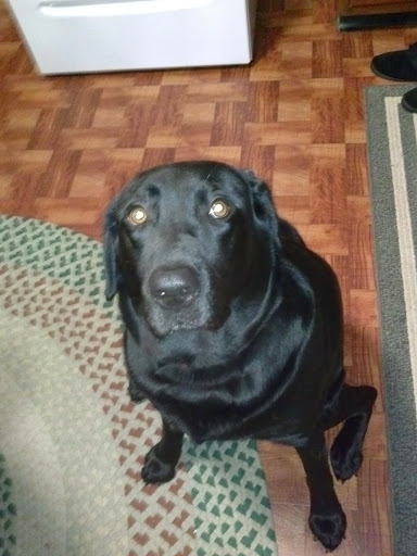 Public Golf Course «Neshaminy Valley Golf Club - OPEN to PUBLIC», reviews and photos, 440 Almshouse Rd, Richboro, PA 18954, USA