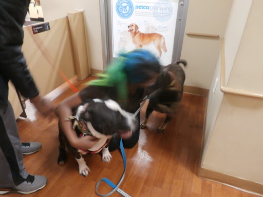 Pet Supply Store «Petco Animal Supplies», reviews and photos, 1065 Kennedy Rd, Windsor, CT 06095, USA