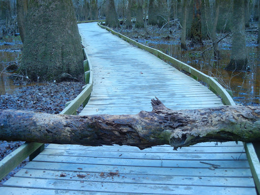 National Park «Congaree National Park», reviews and photos, 100 National Park Rd, Hopkins, SC 29061, USA