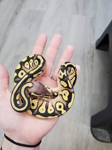 Pet Store «Bluewater Zoo Exotic Aquariums & Reptiles», reviews and photos, 159 Miracle Strip Pkwy SE, Fort Walton Beach, FL 32548, USA