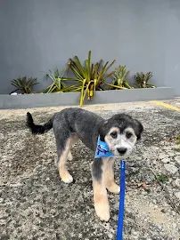 The Pet Salon Grooming - Car repair in San Juan, Puerto Rico, San Juan - Rated 4.5/5