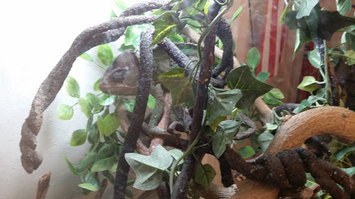 Pet Supply Store «Village Pet Shop», reviews and photos, 3008 Pacific Ave, Livermore, CA 94550, USA