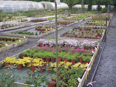 Jardifleurs à Champeix