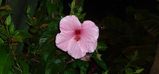 Fishing Pier «The Pier At Garden City», reviews and photos, 110 S Waccamaw Dr, Murrells Inlet, SC 29576, USA