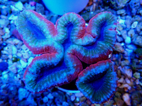 Aquarium Shop «Archer Fish Aquariums», reviews and photos, 514 79th St, Brooklyn, NY 11209, USA