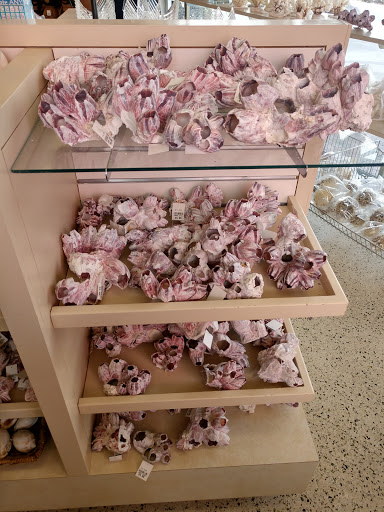 Gift Shop «Big Shark», reviews and photos, 2715 N Atlantic Ave, Daytona Beach, FL 32118, USA