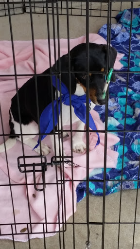 Pet Supply Store «PetSmart», reviews and photos, 860 Cobb Pl Blvd NW, Kennesaw, GA 30144, USA