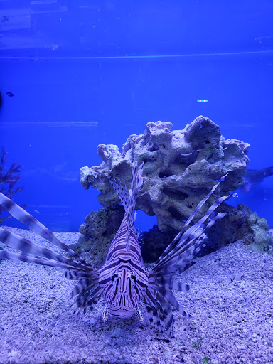 Pet Supply Store «Sea Level Aquarium», reviews and photos, 28 US-46, Pine Brook, NJ 07058, USA