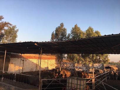 مزرعة أولاد مسعود - Awlad Masoud Farm for Animal Production