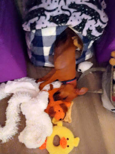 Pet Supply Store «PetSmart», reviews and photos, 2141 N Rose Ave, Oxnard, CA 93036, USA