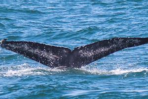 Long Island Whale and Seal Watching image