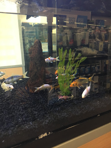 Pet Supply Store «Petco Animal Supplies», reviews and photos, 1011 University Blvd #100, Suffolk, VA 23435, USA