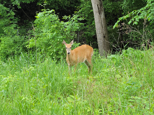 Nature Preserve «Forest Glen Woods», reviews and photos, 5420 N Forest Glen Ave, Chicago, IL 60630, USA