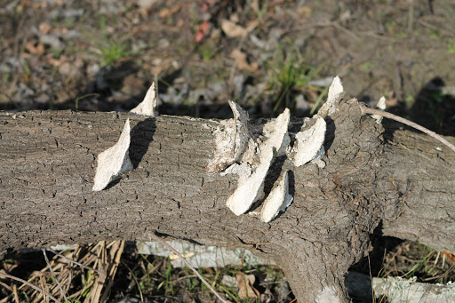 Park «Terry Hershey Park», reviews and photos, 15200 Memorial Dr, Houston, TX 77079, USA