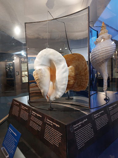 Museum «Bailey-Matthews Shell Museum», reviews and photos, 3075 Sanibel Captiva Rd, Sanibel, FL 33957, USA