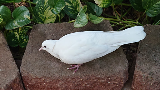 Museum «Discovery Place Nature», reviews and photos, 1658 Sterling Rd, Charlotte, NC 28209, USA