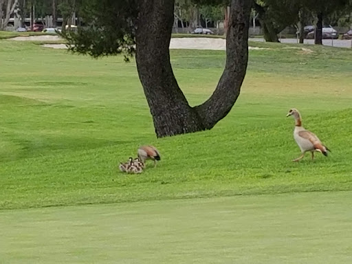 Public Golf Course «Mile Square Golf Course», reviews and photos, 10401 Warner Ave, Fountain Valley, CA 92708, USA