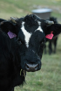 Camsphotos - Photo 1 - Car repair in , Kingsport