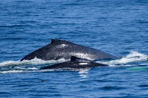 Hyannis Whale Watcher Cruises image