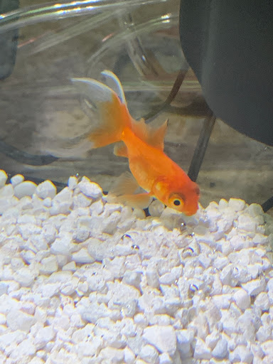 Pet Store «Fins And Feathers», reviews and photos, 222 Willow Ave, Honesdale, PA 18431, USA