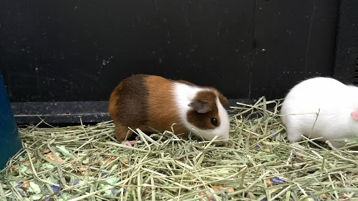 Pet Supply Store «PetSmart», reviews and photos, 1013 W University Ave, Georgetown, TX 78628, USA