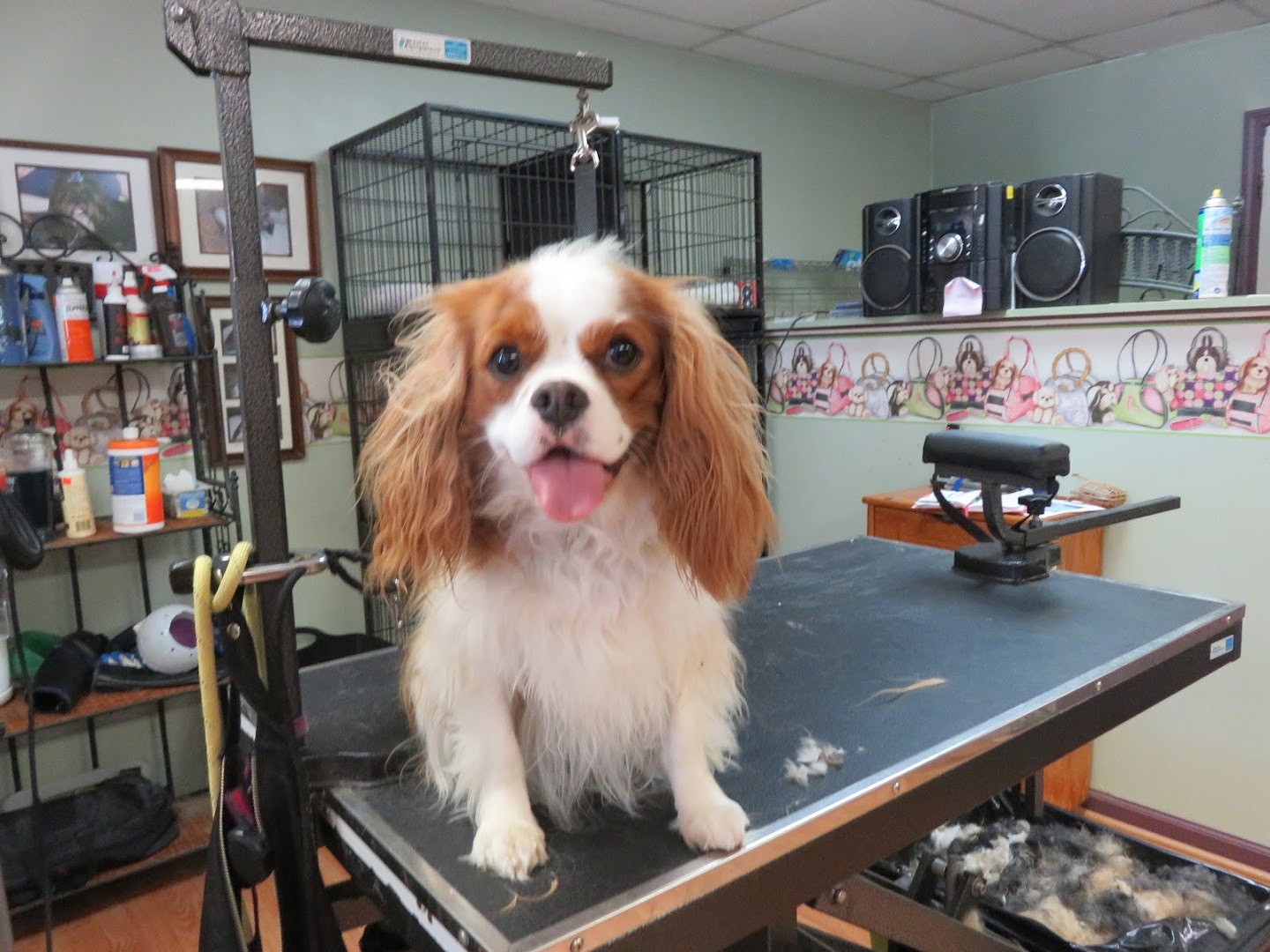 Foster Care Dog Grooming