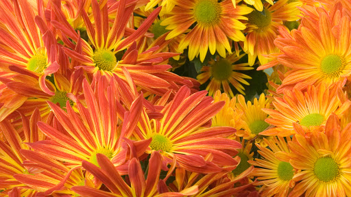 Florist «Bell Flowers», reviews and photos, 8947 Brookville Rd, Silver Spring, MD 20910, USA