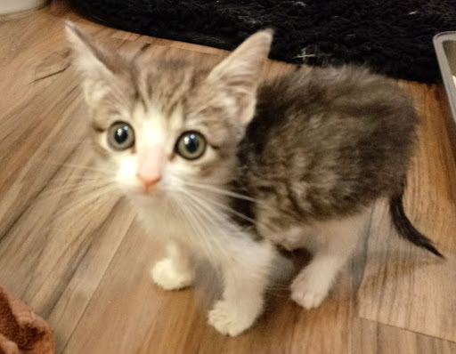 Primary Care Animal Hospital image