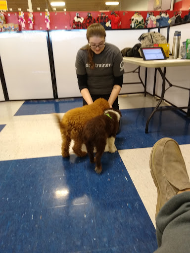 Petco Dog Training
