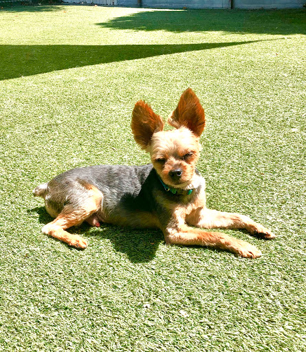 Bow Wow Bungalow image