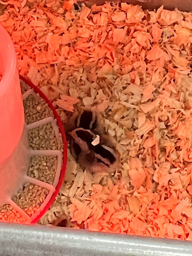 Home Improvement Store «Tractor Supply Co.», reviews and photos, 2606 Minnich Trail, Kingsport, TN 37660, USA