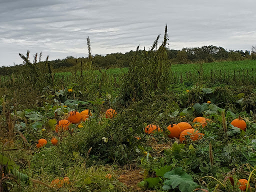 Dairy Farm «Milky Way Farm», reviews and photos, 521 E Uwchlan Ave, Chester Springs, PA 19425, USA