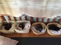 ねこ処