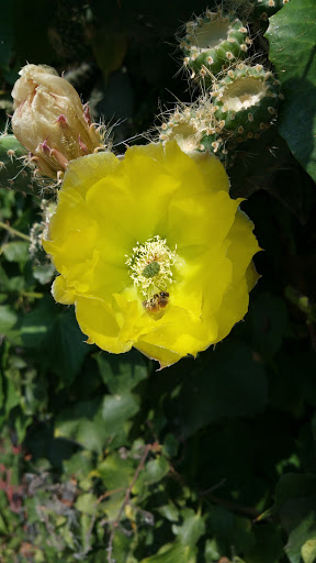 Cell Phone Store «AT&T», reviews and photos, 1206 El Camino Real, San Bruno, CA 94066, USA