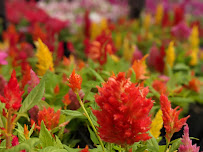 Lowe's Garden Center - Photo 4 - Car repair in Oxnard, CA, Oxnard