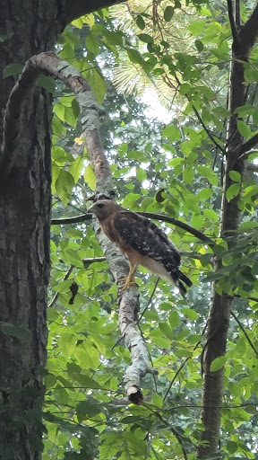 Park «Sandy Springs - Ridgeview Park», reviews and photos, 5200 S Trimble Rd, Sandy Springs, GA 30342, USA