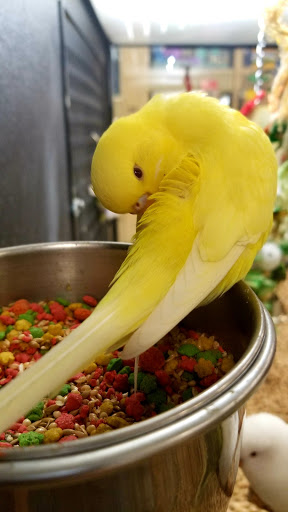 Pet Supply Store «PetSmart», reviews and photos, 3211 Peoples St, Johnson City, TN 37604, USA