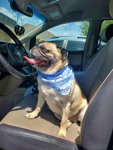 Pet Boarding Service «Idlewire Pet Care», reviews and photos, 5583 Harrison Blvd, South Ogden, UT 84403, USA