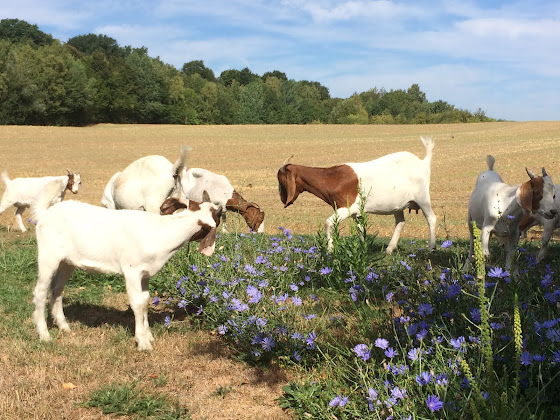 Photo Ferienwohnung Ferienwohnung Wahlig 19205 Sandfeld bei Kneese