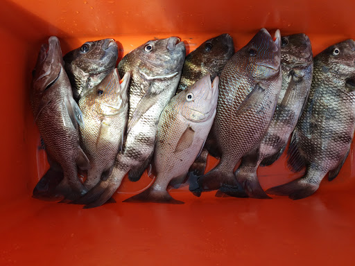 Nature Preserve «Conner Preserve», reviews and photos, 22500 FL-52, Land O Lakes, FL 34637, USA