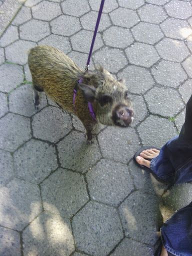 Park «South Park Blocks», reviews and photos, SW Park Ave, Portland, OR 97204, USA