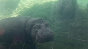 Photo n°2 de La Réserve des Hippopotames à Saint-Aignan ()