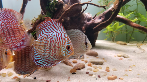 Pet Supply Store «Wet Spot Tropical Fish», reviews and photos, 4310 NE Hancock St, Portland, OR 97213, USA