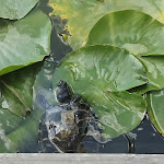 Photo n°1 de l'avis de Antonella.a fait le 25/08/2021 à 13:26 sur le  Ristorante Erba Matta Cusago (MI) à Cusago