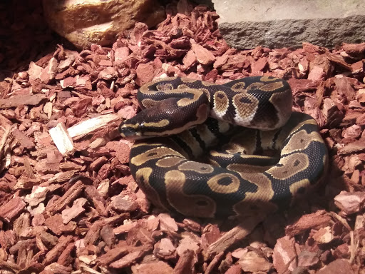 Pet Supply Store «PetSmart», reviews and photos, 4731 Commercial Dr, New Hartford, NY 13413, USA