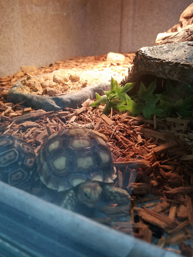 Reptile Store «LLLReptile & Supply Las Vegas», reviews and photos, 8450 W Sahara Ave #105, Las Vegas, NV 89117, USA